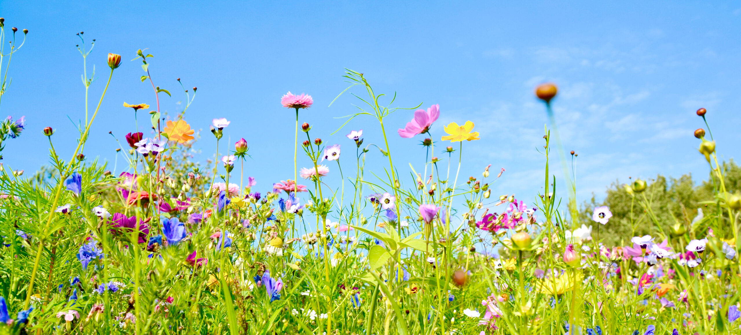 Summer,Flower,Meadow,-,Floral,Background,Banner