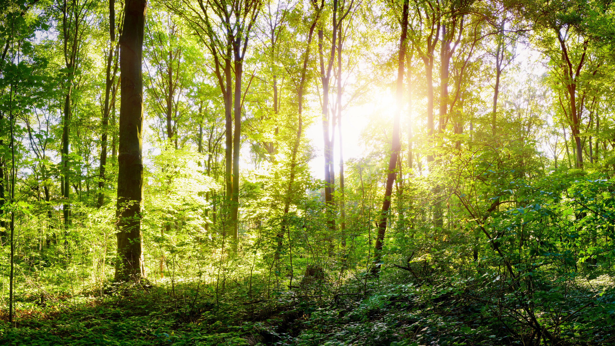Beautiful,Summer,Forest,In,Bright,Sunshine